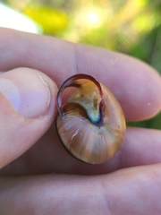 Cepaea nemoralis