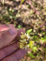 Nabalus serpentarius