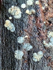 Phialocephala oblonga