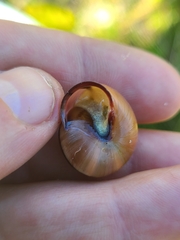 Cepaea nemoralis