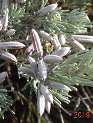 Indigofera hannariae
