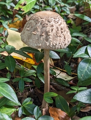 Macrolepiota