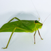 Giant Katydid - Photo (c) Nils Tack, some rights reserved (CC BY-NC), uploaded by Nils Tack