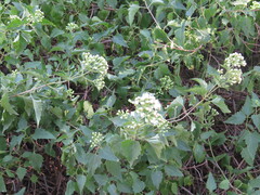Ageratina havanensis