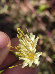 Nabalus serpentarius