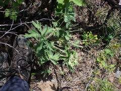 Geranium viscosissimum