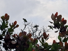 Alipiopsitta xanthops