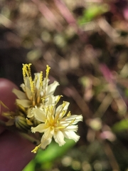 Nabalus serpentarius