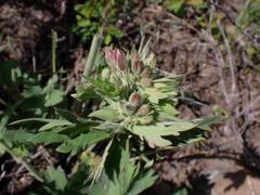 Geranium viscosissimum
