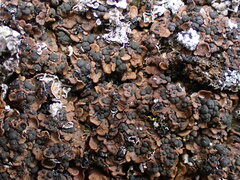 Psora