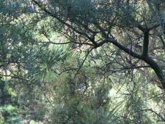 Sophora microphylla