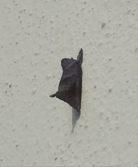 Clostera anastomosis