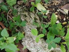 Alysicarpus vaginalis