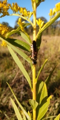 Myzinum obscurum