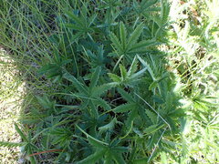 Potentilla gracilis
