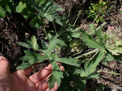 Geranium viscosissimum