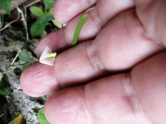 Alysicarpus vaginalis