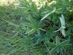 Potentilla gracilis