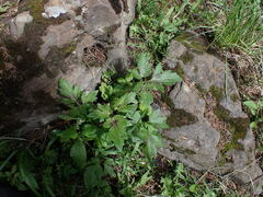 Ranunculus