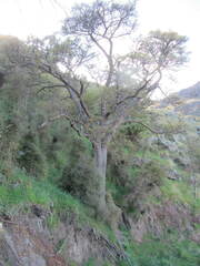 Sophora microphylla