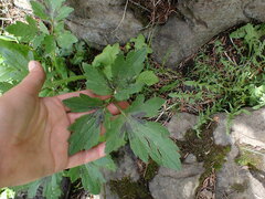 Ranunculus
