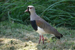 Vanellus chilensis