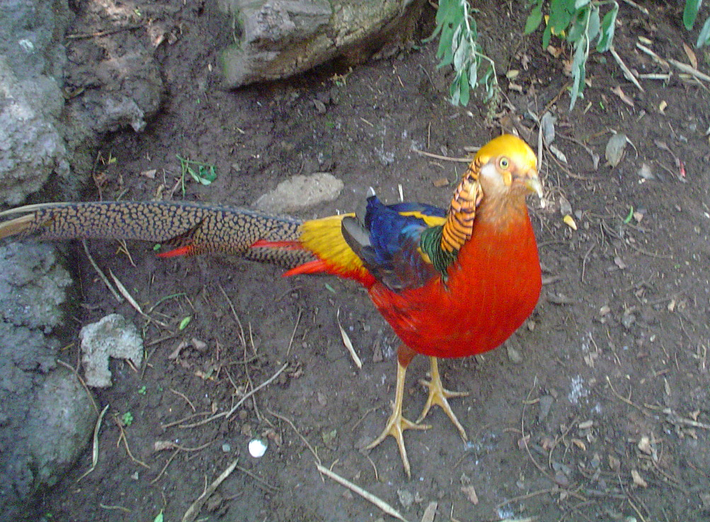 Golden Pheasant (Chrysolophus pictus) · iNaturalist