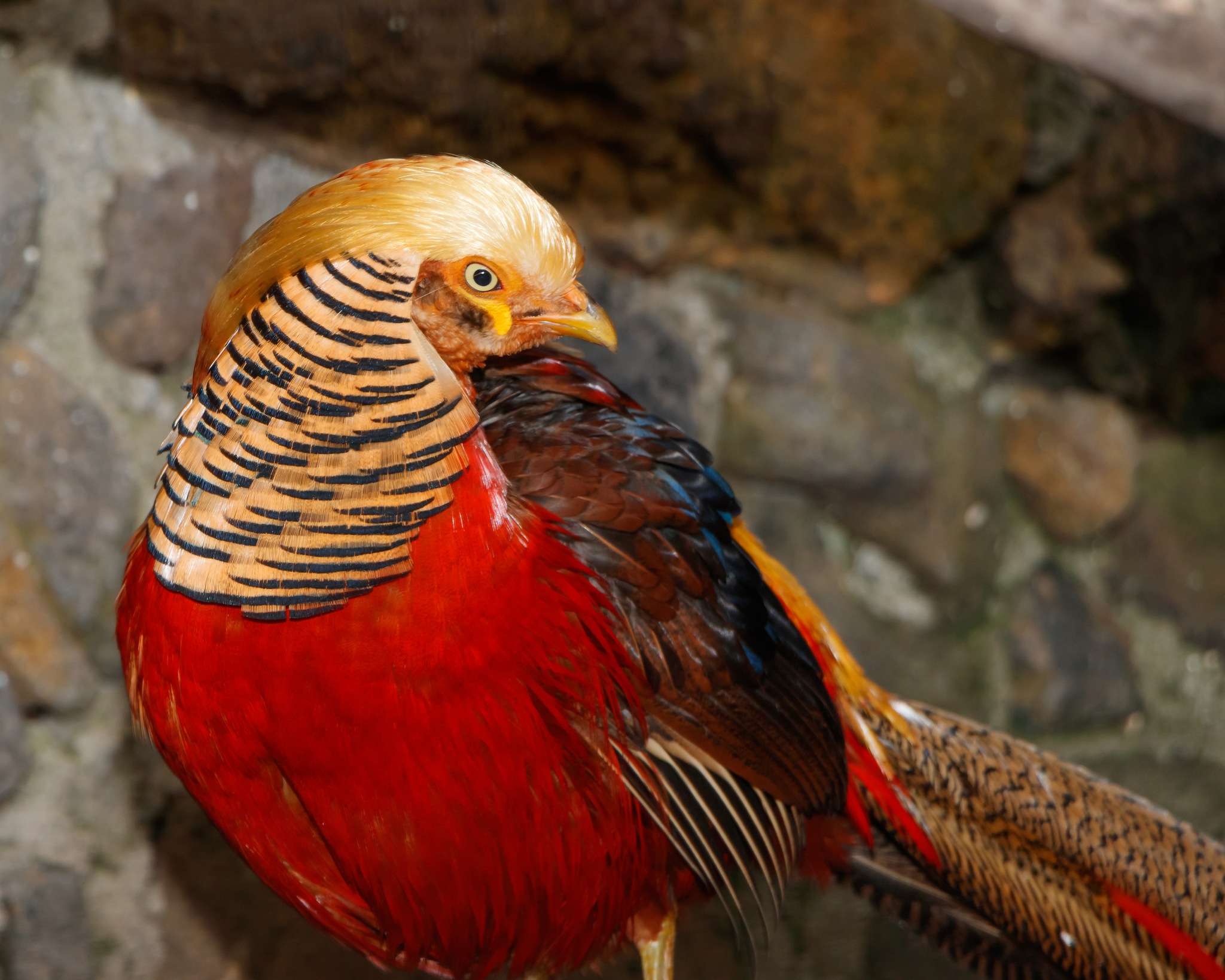 Golden Pheasant (Chrysolophus pictus) · iNaturalist