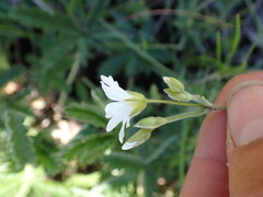 Cerastium arvense