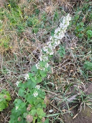 Nepeta