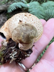 Pseudoboletus parasiticus