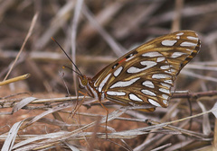 Dione vanillae