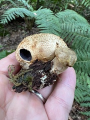 Pseudoboletus parasiticus