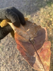 Callirhytis piperoides