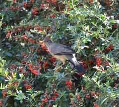 Turdus falcklandii