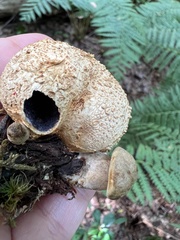 Pseudoboletus parasiticus