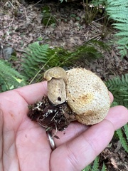 Pseudoboletus parasiticus