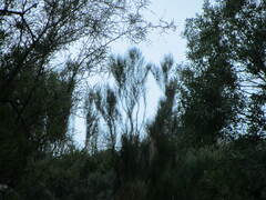 Carmichaelia australis