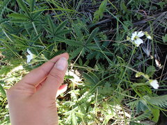 Cerastium arvense