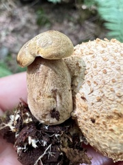 Pseudoboletus parasiticus