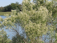 Baccharis halimifolia