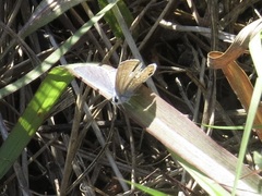 Hemiargus ceraunus
