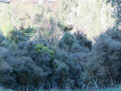 Coprosma propinqua