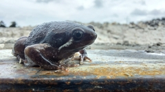 Hypopachus variolosus