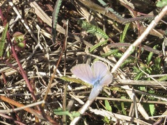 Hemiargus ceraunus