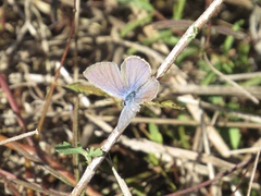Hemiargus ceraunus