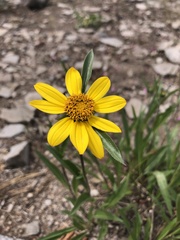 Helianthella