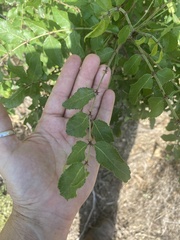 Zanthoxylum hirsutum