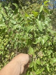 Zanthoxylum hirsutum