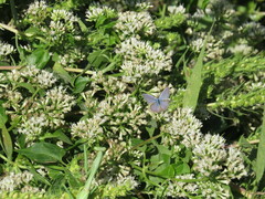 Hemiargus ceraunus
